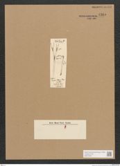 Diatomeae indet. Zeichnungen Sammlung Grunow Nr. 4565 (NHMW-BOT-W0372524)